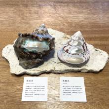 【海想】貝のアクセサリー